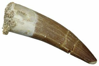 Fossil Plesiosaur (Zarafasaura) Tooth - Morocco #259151