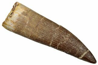 Fossil Plesiosaur (Zarafasaura) Tooth - Morocco #259157