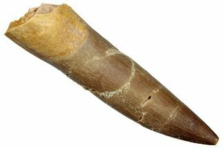 Fossil Plesiosaur (Zarafasaura) Tooth - Morocco #259163