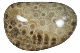 Polished Petoskey Stone (Fossil Coral) - Michigan #259353