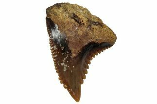 Fossil Shark Tooth (Hemipristis) From Angola - Unusual Location #259443