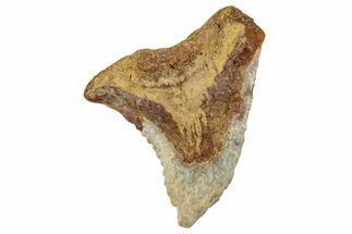 Fossil Shark Tooth (Hemipristis) - Angola #259456