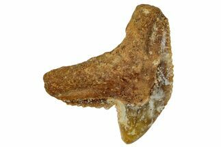 Fossil Tiger Shark Tooth (Galeocerdo) - Unusual Location #259459
