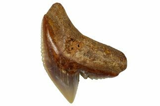 Fossil Tiger Shark Tooth (Galeocerdo) - Angola #259460