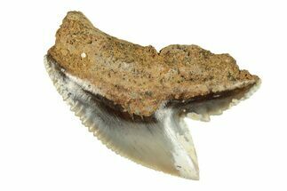 Fossil Tiger Shark Tooth (Galeocerdo) - Unusual Location #259486