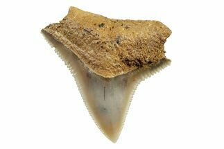 Fossil Bull Shark Tooth (Carcharhinus) - Unusual Location #259492