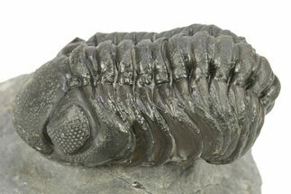 Austerops Trilobite - Visible Eye Facets #259596