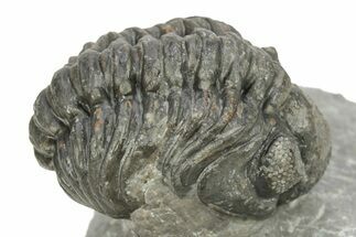 Phacopid (Adrisiops) Trilobite - Jbel Oudriss, Morocco #259597