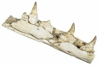 Mosasaur (Eremiasaurus?) Jaw with Three Teeth - Morocco #259671