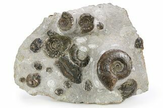 Plate of Devonian Ammonite Fossils - Morocco #259691