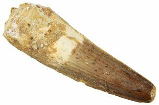 Fossil Spinosaurus Tooth - Real Dinosaur Tooth #259621