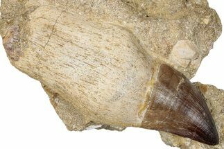 Fossil Rooted Mosasaur (Prognathodon) Tooth In Rock #259742