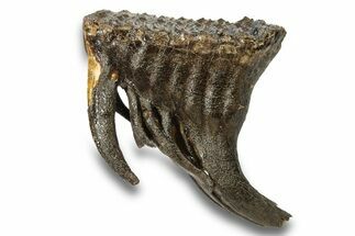 Fossil Juvenile Woolly Mammoth Molar - Nice Roots! #259869