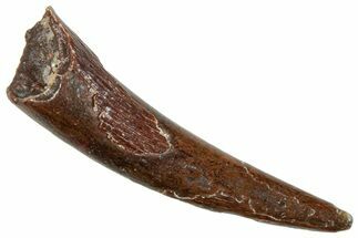 Fossil Pterosaur (Siroccopteryx) Tooth - Morocco #259802