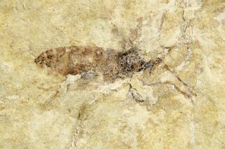 Detailed Fossil Fly (Plecia) - France #259840