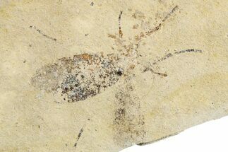 Detailed Fossil Fly (Plecia) - France #259844