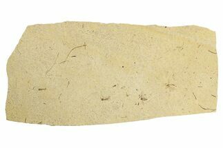 Four Detailed Fossil Flies (Plecia) - France #259857