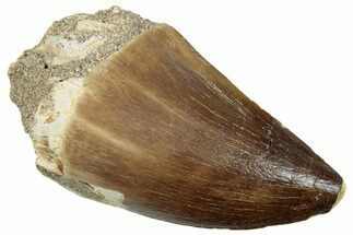 Fossil Mosasaur (Prognathodon) Tooth - Morocco #259995