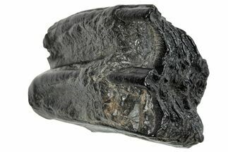 Pleistocene Aged Fossil Horse Tooth - South Carolina #260009