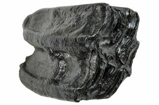 Pleistocene Aged Fossil Horse Tooth - South Carolina #260014