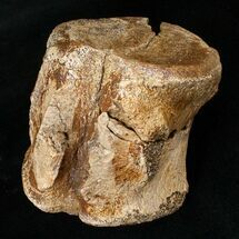 Large Edmontosaurus Caudal Vertebrae - Montana #15269