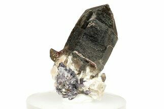 Lustrous Smoky Quartz Crystals with Purple Fluorite - Colorado #259928