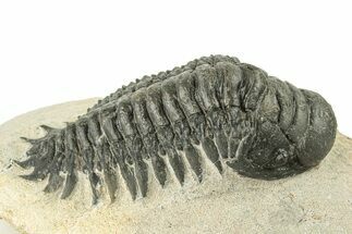 Detailed Crotalocephalina Trilobite - Atchana, Morocco #251053