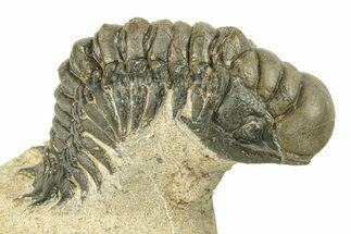 Detailed Crotalocephalina Trilobite - Exposed Hypostome #251055