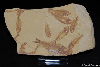 Excellent Fossil Fish Multiple - Gosiutichthys parvus #176