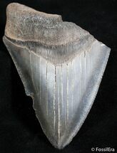 Partial Inch Megalodon Tooth - Sharp Serrations #2492