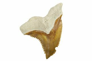 Fossil Shark Tooth (Hemipristis) - Bone Valley, Florida #260234