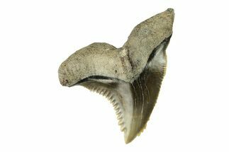 Fossil Shark Tooth (Hemipristis) - Bone Valley, Florida #260235