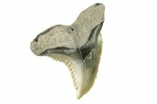 Fossil Shark Tooth (Hemipristis) - Bone Valley, Florida #260242
