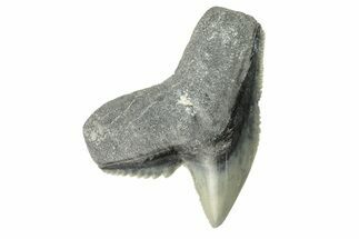 Colorful, Fossil Tiger Shark Tooth - Bone Valley, Florida #260252