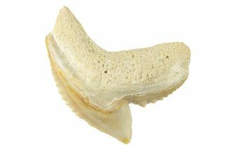 Colorful, Fossil Tiger Shark Tooth - Bone Valley, Florida #260257