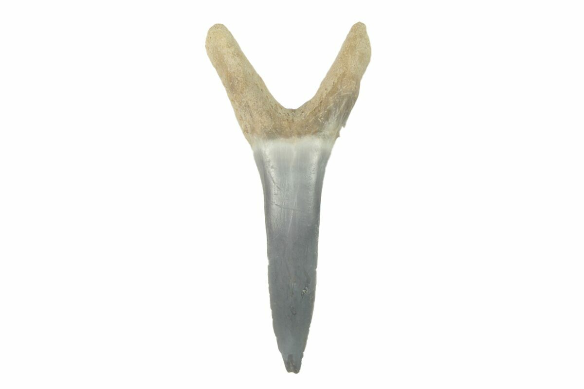 1 21 quot Sand Tiger Shark Carcharias - Carcharias Cuspidata 