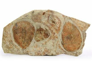Two Beautiful Dikelokephalina Trilobites With Echinoderm - Morocco #260367