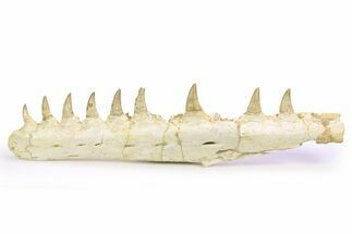 Mosasaur (Eremiasaurus?) Jaw with Nine Teeth - Morocco #260369