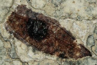 Fossil Winged Seed (Ailanthus) - Wyoming #260418