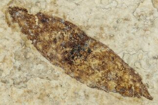Fossil Winged Seed (Ailanthus) - Wyoming #260419