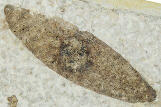 Fossil Winged Seed (Ailanthus) - Wyoming #260421