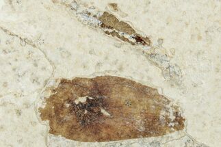 Fossil Winged Seed (Ailanthus) - Wyoming #260422