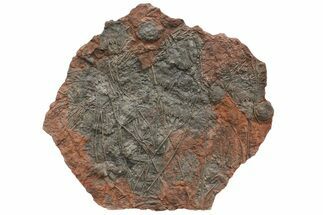 Crinoid (Scyphocrinites) Plate - Museum Quality Display #133089