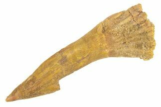 Fossil Sawfish (Onchopristis) Rostral Barb - Morocco #260941