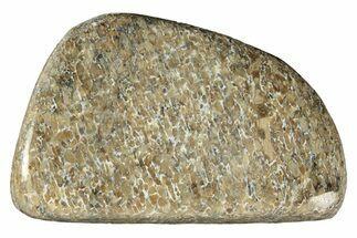 Polished Dinosaur Bone (Gembone) - Morocco #260652
