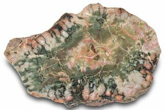 Colorful, Polished Petrified Wood Section - Texas #260849