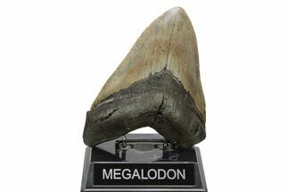 Huge, Fossil Megalodon Tooth - North Carolina #261021