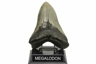 Massive, Fossil Megalodon Tooth - Serrated Blade #261030