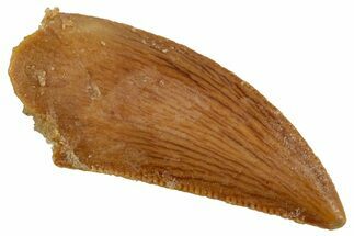 Serrated, Raptor Tooth - Real Dinosaur Tooth #260987