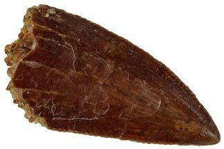 Serrated, Raptor Tooth - Real Dinosaur Tooth #261002